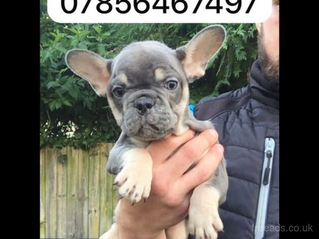 4 stunning french bulldogs for sale in Aberdare/Aberdar, Rhondda Cynon Taf