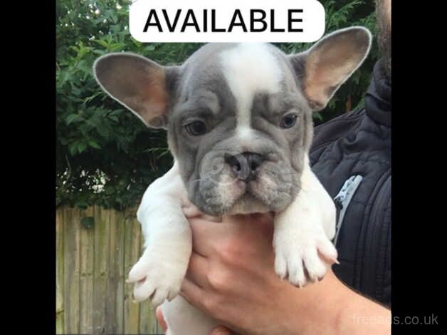 4 stunning french bulldogs for sale in Aberdare/Aberdar, Rhondda Cynon Taf - Image 2