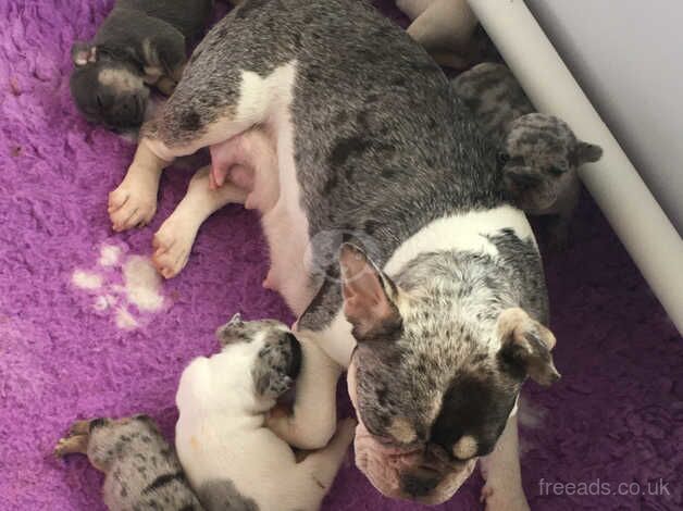 4 stunning french bulldogs for sale in Aberdare/Aberdar, Rhondda Cynon Taf - Image 3