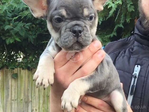 4 stunning french bulldogs for sale in Aberdare/Aberdar, Rhondda Cynon Taf - Image 4