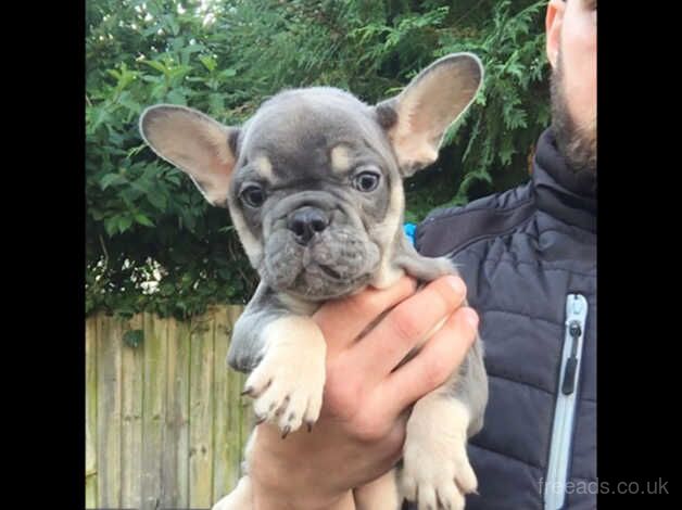 4 stunning french bulldogs for sale in Aberdare/Aberdar, Rhondda Cynon Taf - Image 5