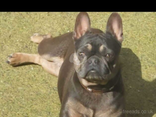 4 year old french bulldog. for sale in Welshpool/Y Trallwng, Powys