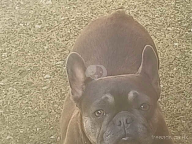 4 year old french bulldog. for sale in Welshpool/Y Trallwng, Powys - Image 2