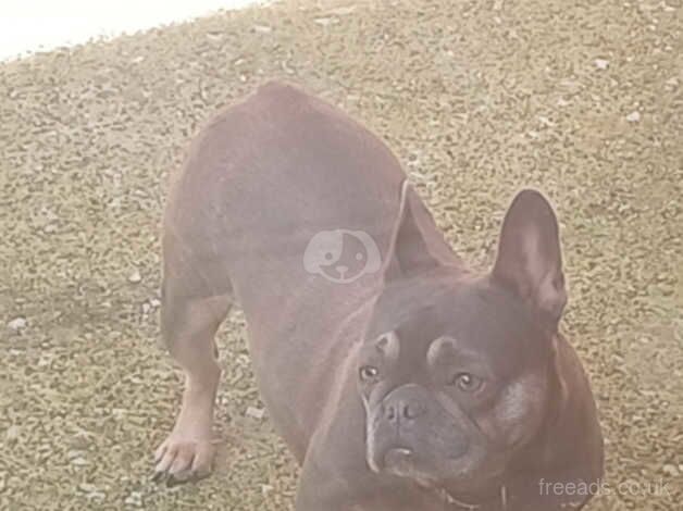 4 year old french bulldog. for sale in Welshpool/Y Trallwng, Powys - Image 3