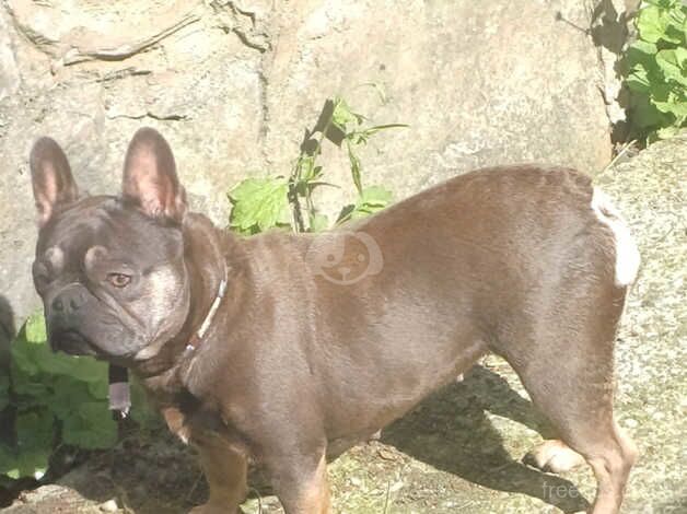 4 year old french bulldog. for sale in Welshpool/Y Trallwng, Powys - Image 4