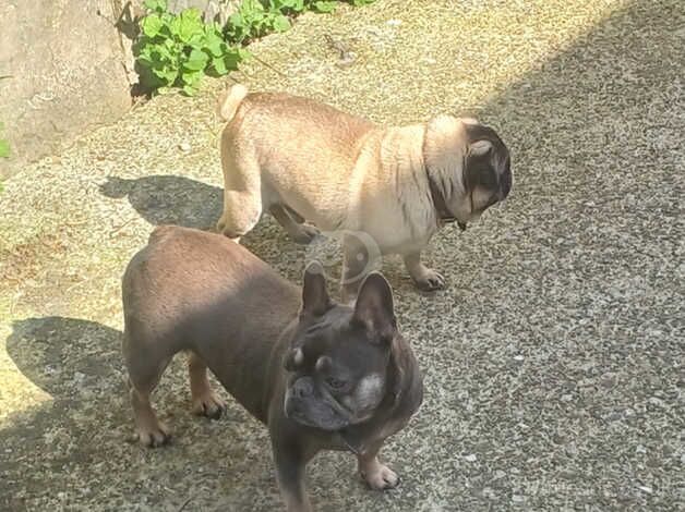 4 year old french bulldog. for sale in Welshpool/Y Trallwng, Powys - Image 5