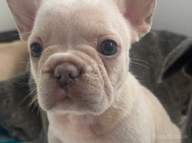 5* Outstanding Quality French Bulldog Puppies for sale in Crewe, Cheshire