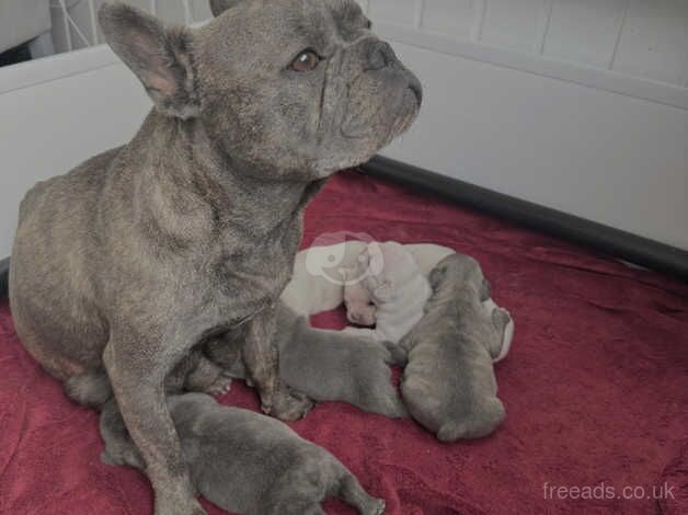 5* Outstanding Quality French Bulldog Puppies for sale in Crewe, Cheshire - Image 2