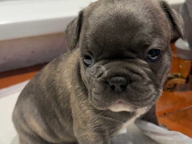 5* Outstanding Quality French Bulldog Puppies for sale in Crewe, Cheshire - Image 4