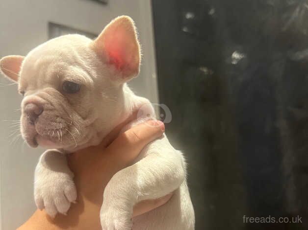 5* Outstanding Quality French Bulldog Puppies for sale in Crewe, Cheshire - Image 5