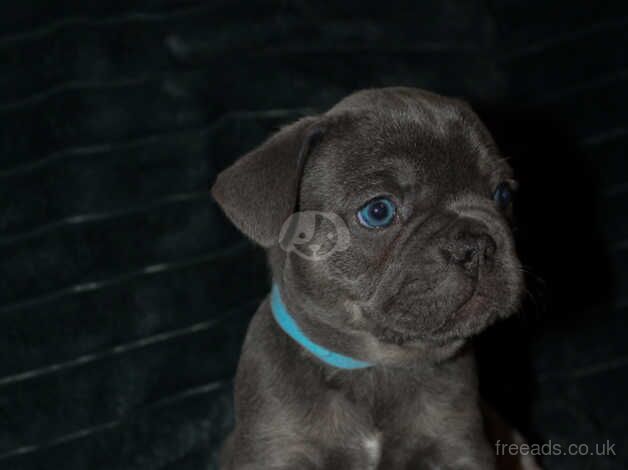 5 Stunning Frenchbulldogs Ready in 2 weeks for sale in Wandsworth, Wandsworth, Greater London