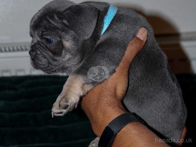 5 Stunning Frenchbulldogs Ready in 2 weeks for sale in Wandsworth, Wandsworth, Greater London - Image 2