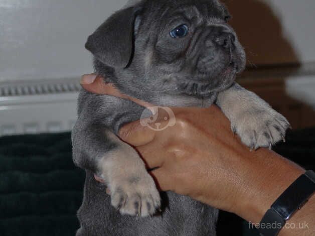 5 Stunning Frenchbulldogs Ready in 2 weeks for sale in Wandsworth, Wandsworth, Greater London - Image 3