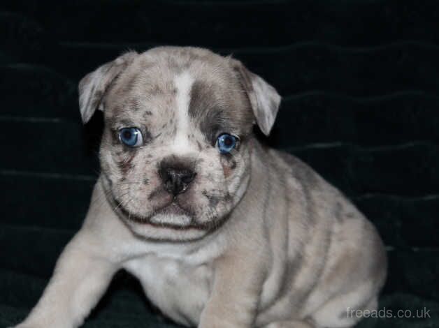 5 Stunning Frenchbulldogs Ready in 2 weeks for sale in Wandsworth, Wandsworth, Greater London - Image 4