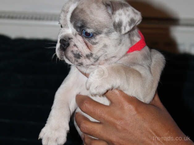 5 Stunning Frenchbulldogs Ready in 2 weeks for sale in Wandsworth, Wandsworth, Greater London - Image 5