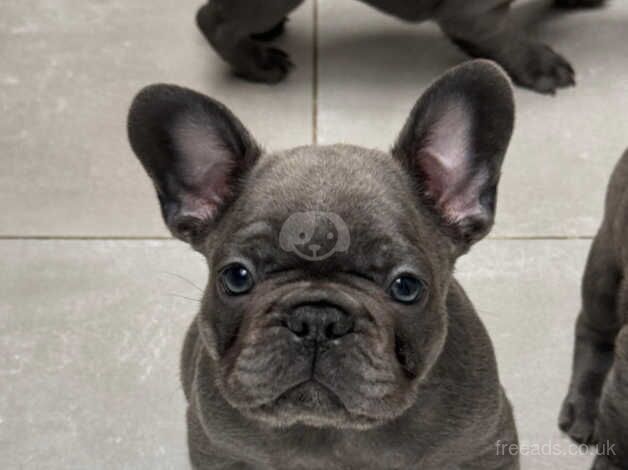 6 BLUE FRENCHY LOOKING FOR HOME! - Price negotiable for sale in Kensington, Kensington & Chelsea, Greater London