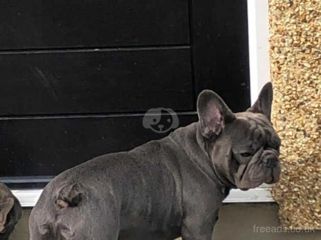 6 BLUE FRENCHY LOOKING FOR HOME! - Price negotiable for sale in Kensington, Kensington & Chelsea, Greater London - Image 2