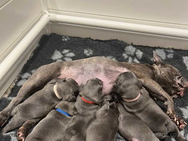 6 BLUE FRENCHY LOOKING FOR HOME! - Price negotiable for sale in Kensington, Kensington & Chelsea, Greater London - Image 4