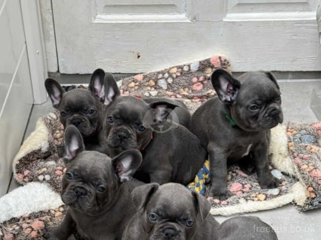 6 BLUE FRENCHY LOOKING FOR HOME! - Price negotiable for sale in Kensington, Kensington & Chelsea, Greater London - Image 5