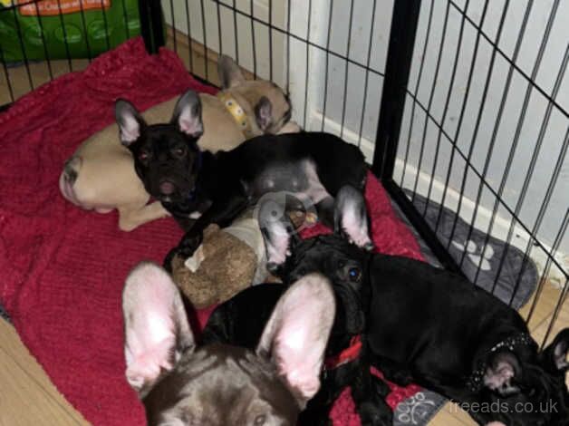 6 month old frenchies for sale in Bolton, East Lothian