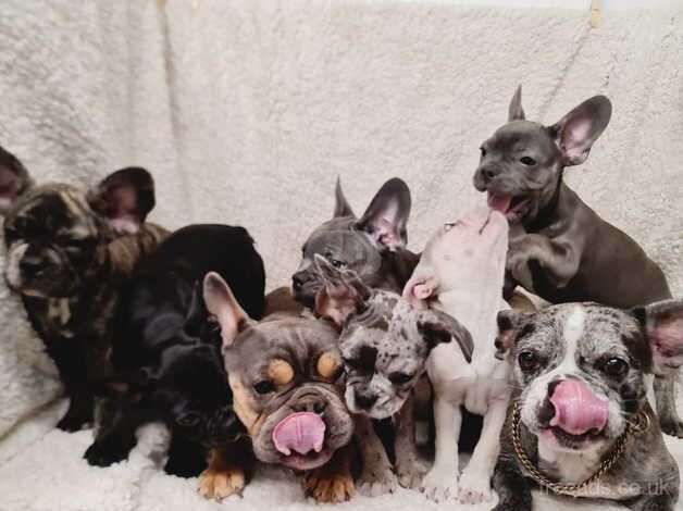 6 Stunning French Bulldog Puppies ready for their forever home in Orpington for sale in Bromley, Bromley, Greater London