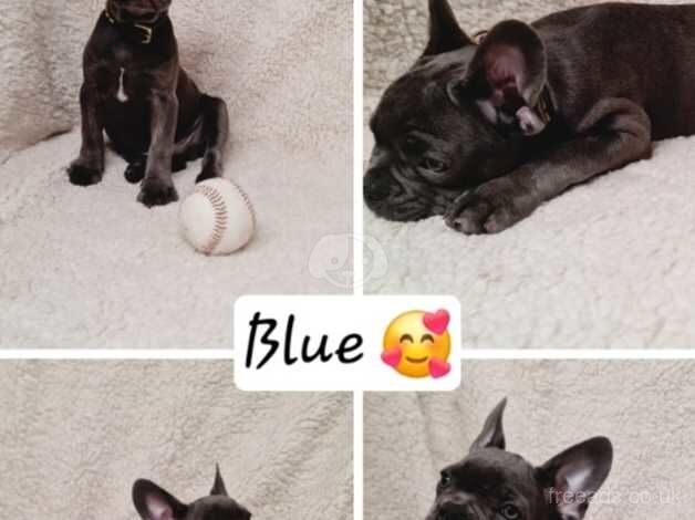 6 Stunning French Bulldog Puppies ready for their forever home in Orpington for sale in Bromley, Bromley, Greater London - Image 2