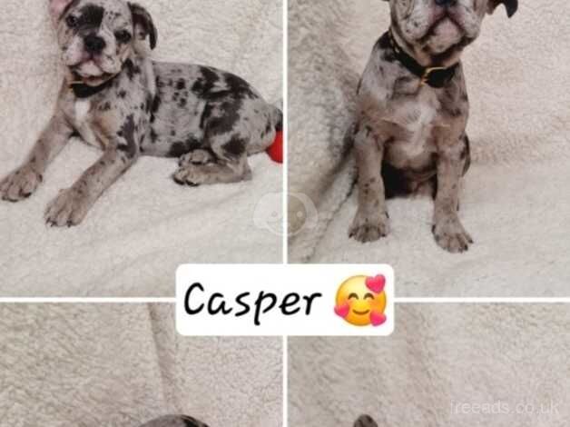 6 Stunning French Bulldog Puppies ready for their forever home in Orpington for sale in Bromley, Bromley, Greater London - Image 3