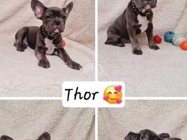 6 Stunning French Bulldog Puppies ready for their forever home in Orpington for sale in Bromley, Bromley, Greater London - Image 4