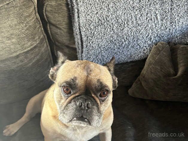 6 year old French bulldog for sale in Skipton, North Yorkshire