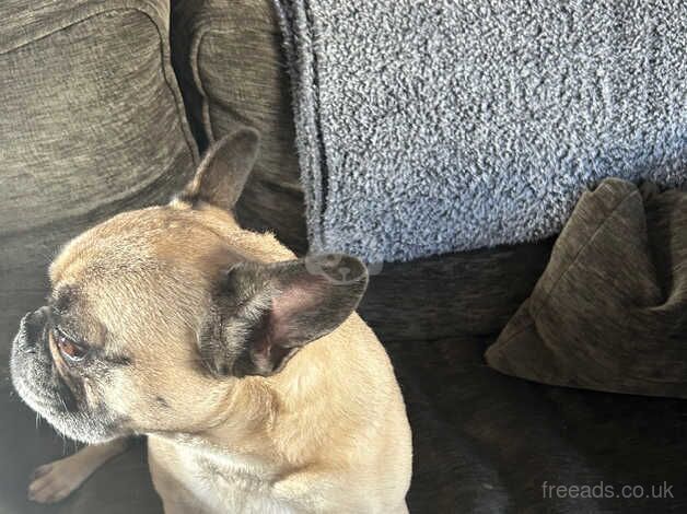 6 year old French bulldog for sale in Skipton, North Yorkshire - Image 2