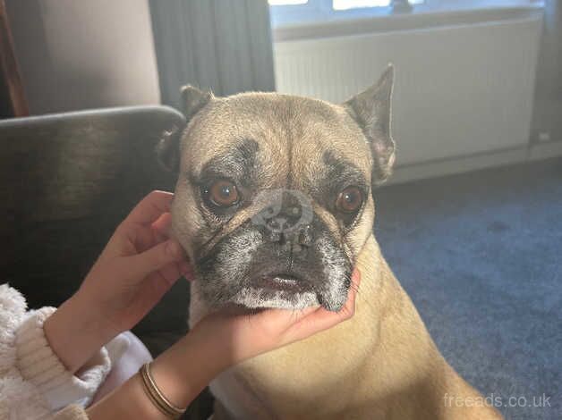 6 year old French bulldog for sale in Skipton, North Yorkshire - Image 3