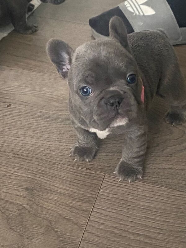 7 beautiful French bulldogs for sale in Manchester, Greater Manchester - Image 3