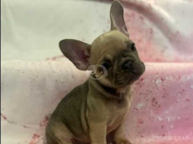 7 French bulldog puppies for sale in Birmingham, West Midlands