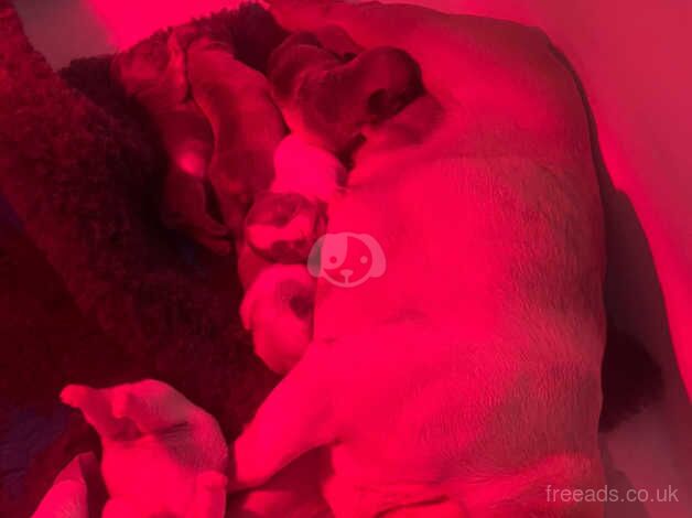 7 French bulldog puppies for sale in Birmingham, West Midlands - Image 2