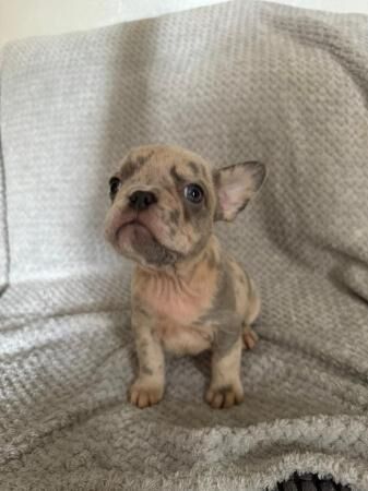 7 male frenchies for sale, ready to leave 1/8 for sale in Leeds, West Yorkshire