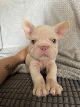 7 male frenchies for sale, ready to leave 1/8 for sale in Leeds, West Yorkshire - Image 2