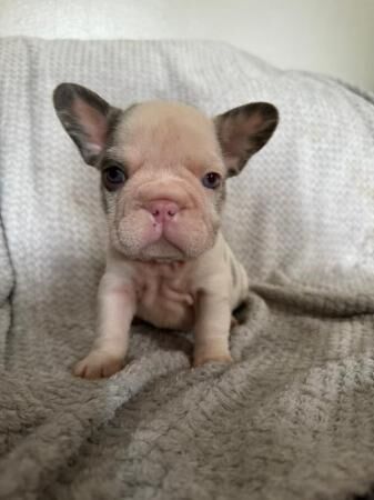 7 male frenchies for sale, ready to leave 1/8 for sale in Leeds, West Yorkshire - Image 3