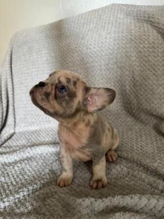 7 male frenchies for sale, ready to leave 1/8 for sale in Leeds, West Yorkshire - Image 4