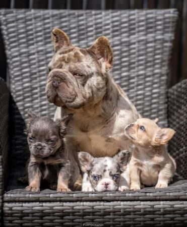 7 male frenchies for sale, ready to leave 1/8 for sale in Leeds, West Yorkshire - Image 5