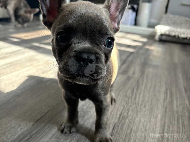 7 week old French Bulldog Girl for sale in Uckfield, East Sussex