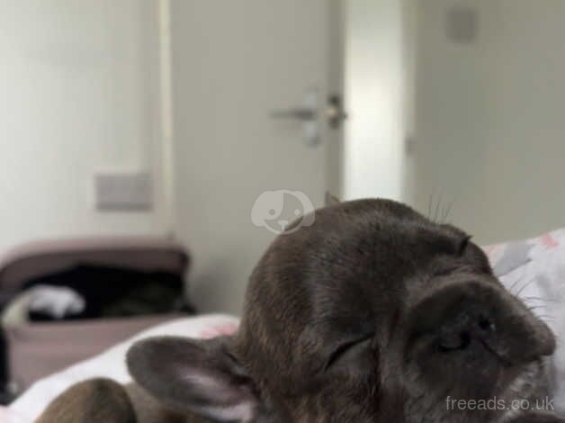 7 week old French Bulldog Girl for sale in Uckfield, East Sussex - Image 4