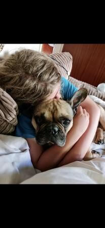 7 year old French Bulldog male looking for new/foster home for sale in Truro, Cornwall