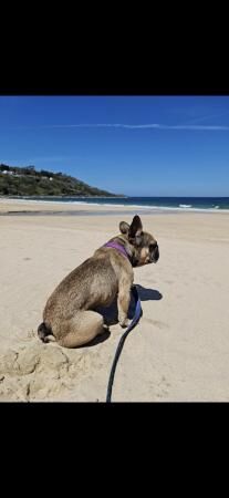 7 year old French Bulldog male looking for new/foster home for sale in Truro, Cornwall - Image 4