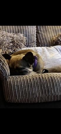 7 year old French Bulldog male looking for new/foster home for sale in Truro, Cornwall - Image 5