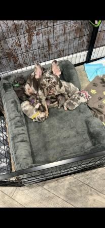 7wk old French bulldog puppies for sale in Basingstoke, Hampshire