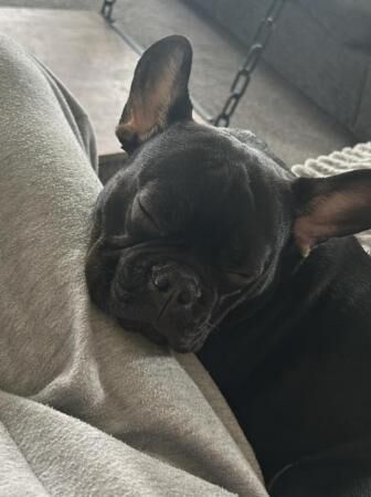 8 month old male French bulldog for sale in Inverness, Highland