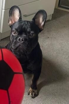 8 month old male French bulldog for sale in Inverness, Highland - Image 2