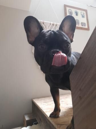 8 month old male French bulldog for sale in Inverness, Highland - Image 4