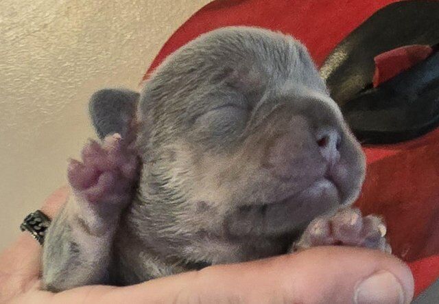 9 days old now stunning KC reg Frenchie babies. for sale in Bridgend/Pen-y-Bont ar-ogwr, Bridgend