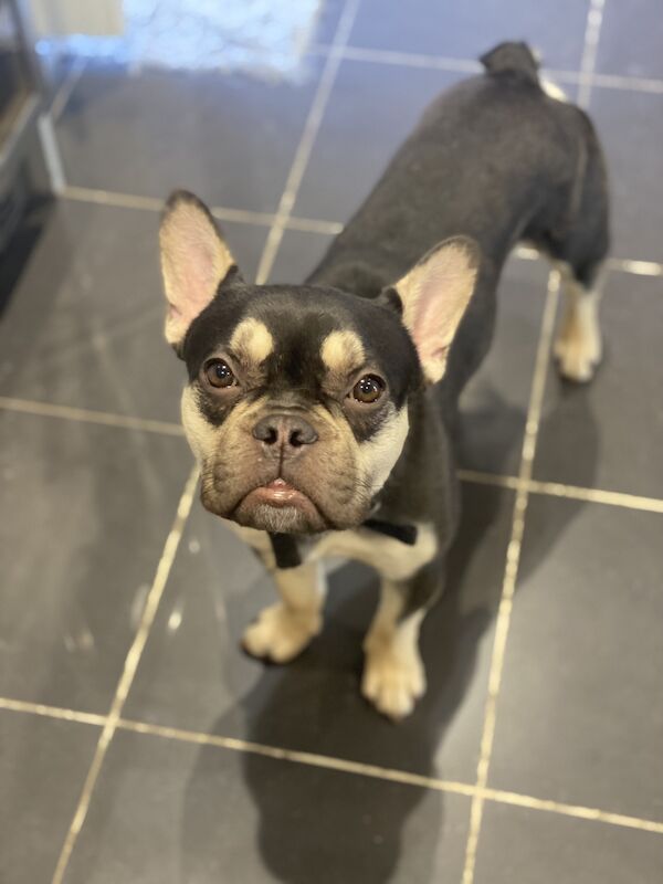 9 month old male for sale in Great Barr, West Midlands